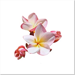 Plumeria Frangipani Flower Posters and Art